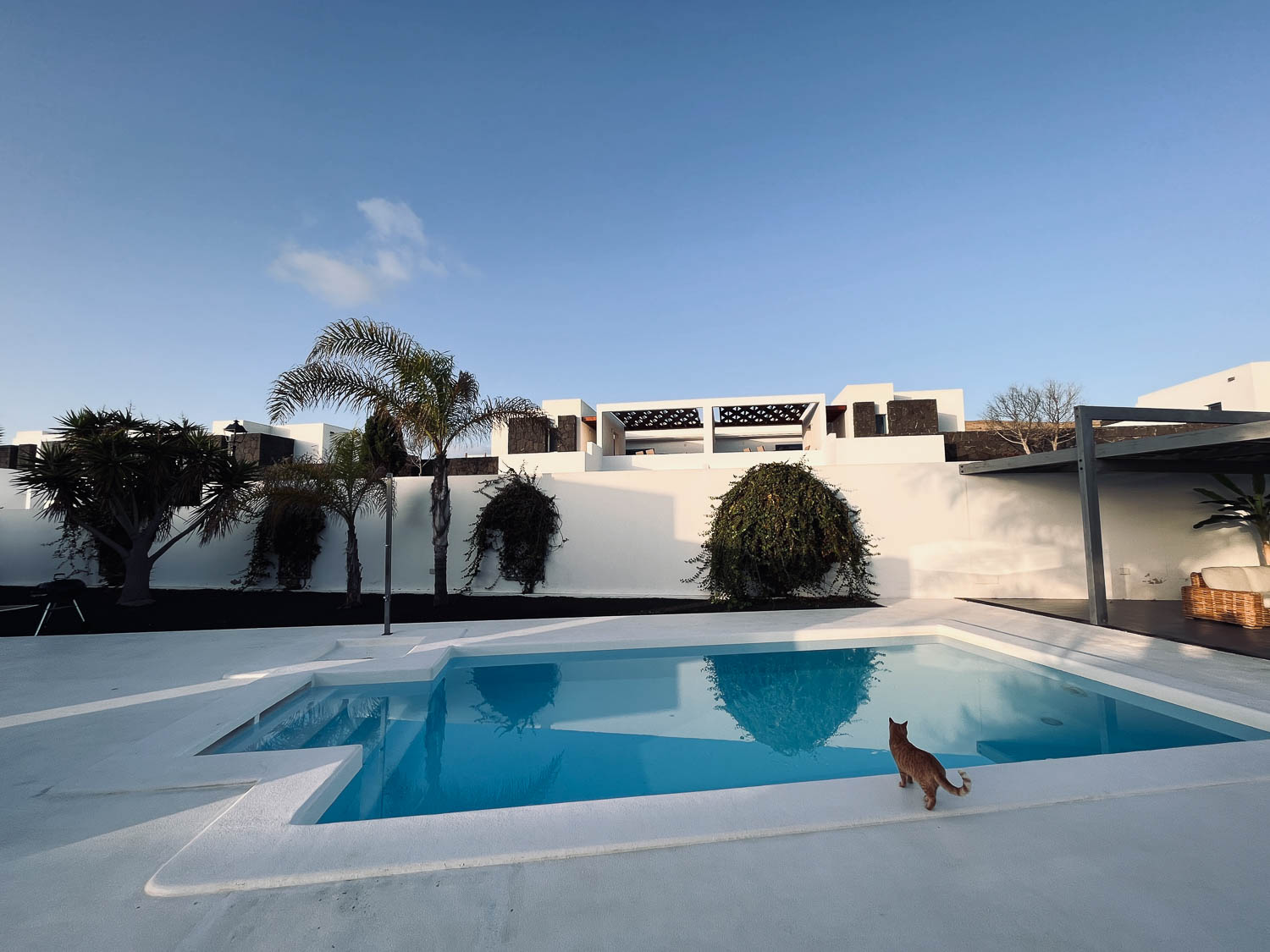 Kočka sedící u okraje bazénu před moderním bílým domem, Playa Blanca, Lanzarote