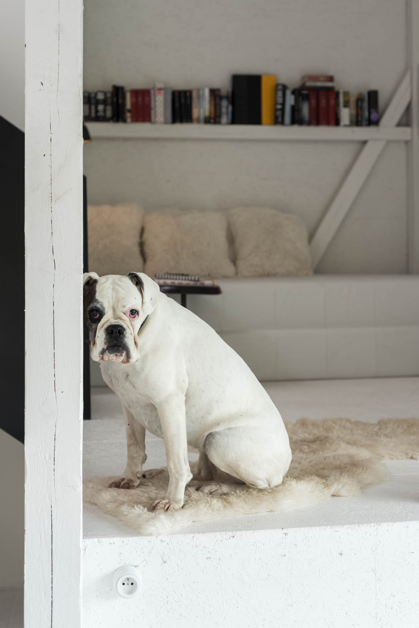 BOX barn reading platform — white bulldog on sheepskin rug, bookshelf with colourful books above, white timber barn structure in background | OOOOX