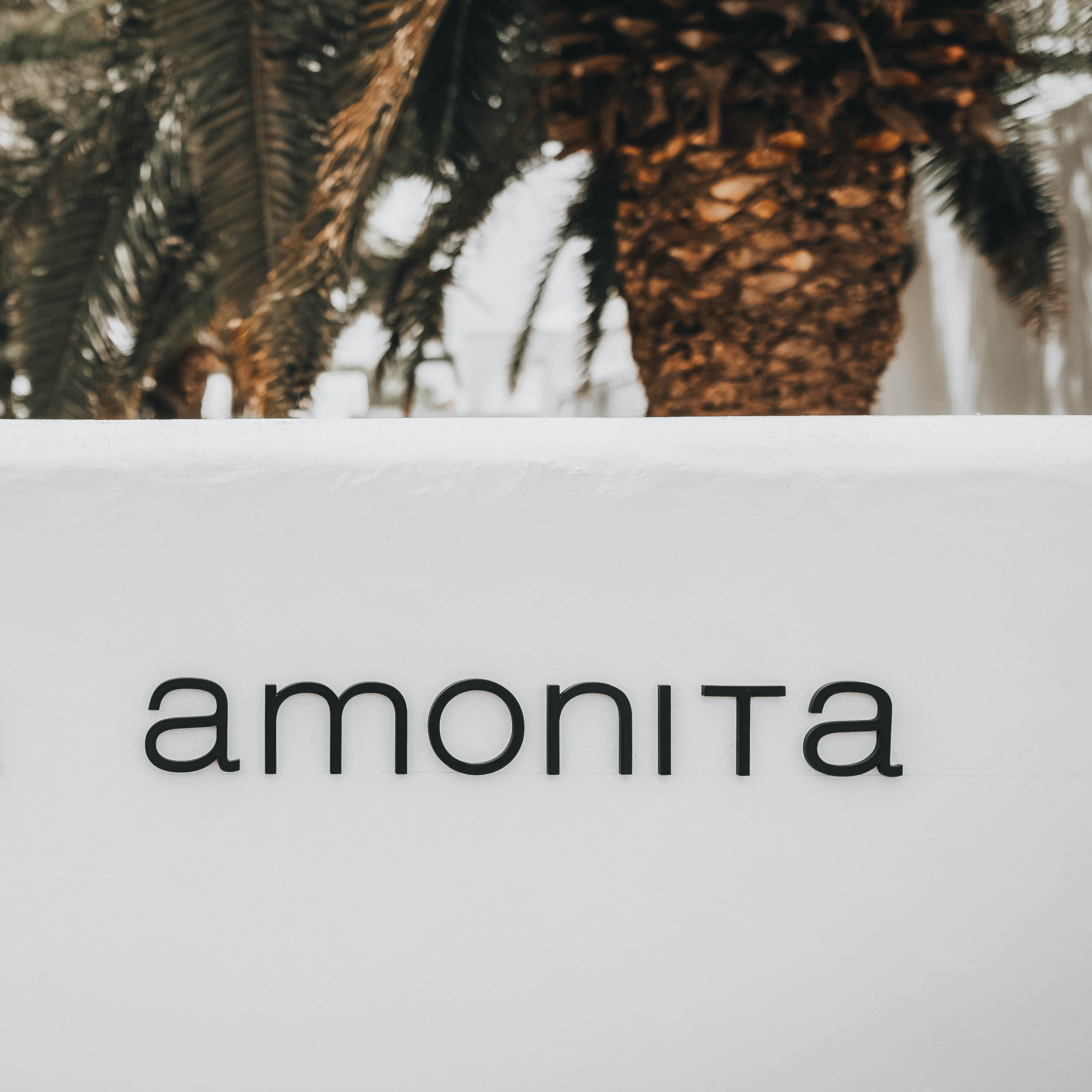 Detail loga "amonita" na bílé zdi s kmenem palmy v pozadí. OOOOX